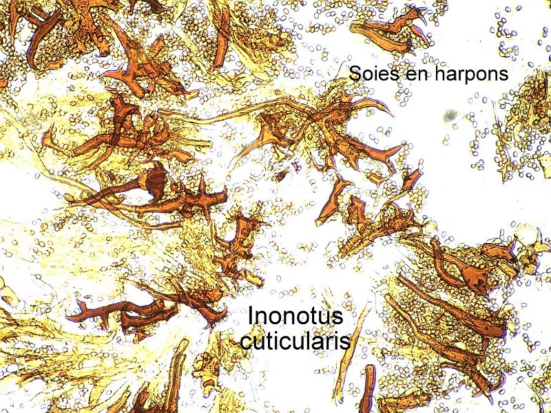 Inonotus cuticularis-amf1531-micro.jpg - Inonotus cuticularis ; Syn1: Boletus cuticularis ; Syn2: Xanthochrous cuticularis ; Non français: Polypore cuticulaire , Polypore peigné 